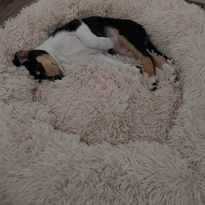DogLemi Pörröpeti stressin lievennykseen