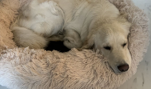 DogLemi Pörröpeti stressin lievennykseen