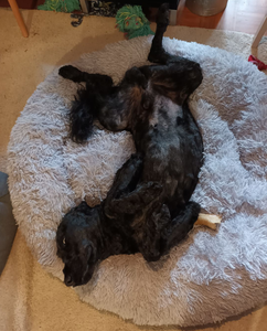DogLemi Pörröpeti stressin lievennykseen